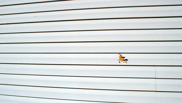 Best Insulated Siding Installation  in Pearl, MS